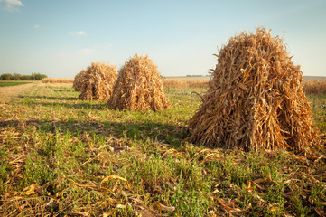 Field with sheaves of corn at sunset
