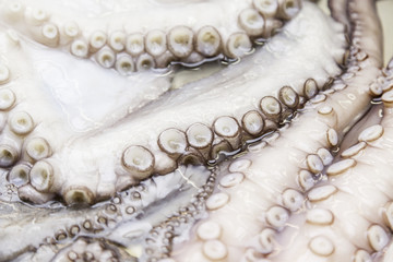 Fresh octopus on a market