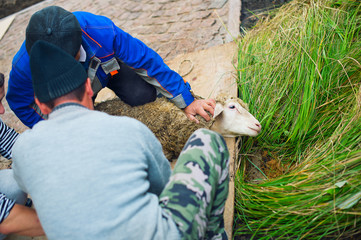 Men ready to kill ritual sheep for muslim religion holiday Eid al-adha