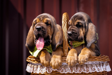 Beautiful puppies Bloodhound sitting in a basket. - obrazy, fototapety, plakaty