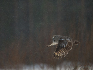 Great Grey Owl hunting in Finland in winter.