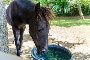 Little pony drink water.