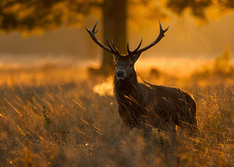 Red Deer Stag early morning