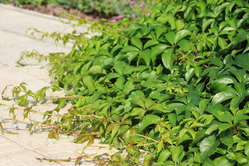 Virginia creeper (Parthenocissus quinquefolia var. murorum) in the summer garden