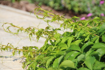 Virginia creeper (Parthenocissus quinquefolia var. murorum) in the summer garden