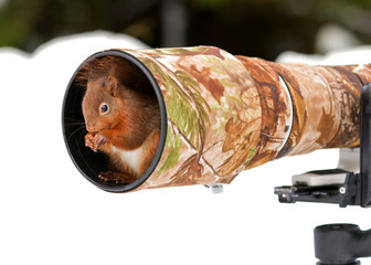 Red squirrel sitting inside 500mm lens hood