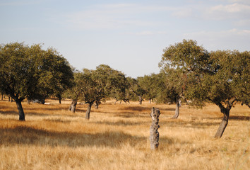 montado no Alentejo