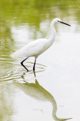 Egret