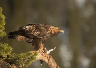 Golden eagle perched on tree with it's kill, Norway, March.