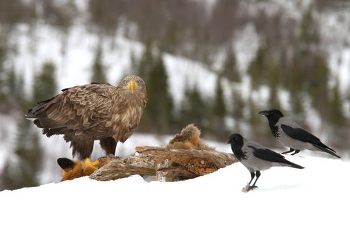 White-tailed eagle adult feeding on a Red Fox and two Hooded Crows watching high in the mountains in Norway.