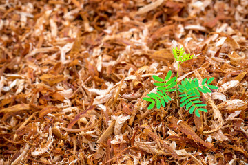 The sapling on the sawdust