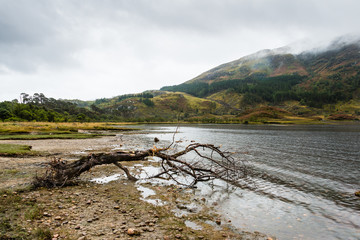 Lone felled branch stranded on the loch shore
