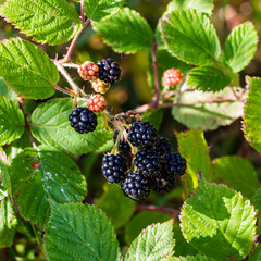 Close-up of a bunch of ripe blackberry