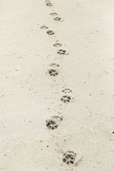 Footprints in the sand beach