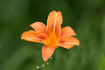 Lilien Bl&uuml;te (Lilium) orange