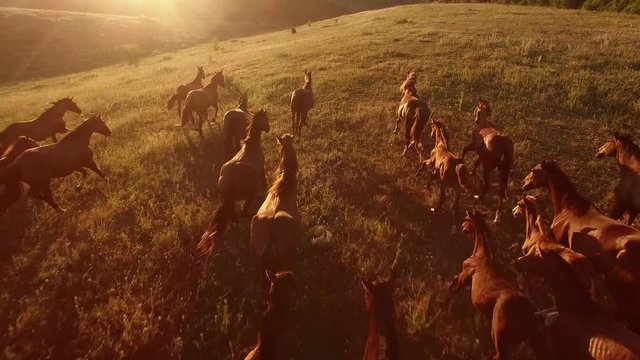 Horses are galloping. Aerial view of moving horses. We are the wild force. Home is where freedom dwells.