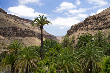 Fototapeta na wymiar Canyons of the island of Gran Canaria