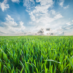 Obraz premium Landscape with Fields and Sky