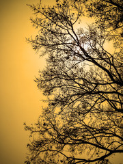silhouette of branch bodhi tree in warm tone