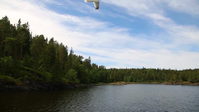 Flying seagulls off the coast of the island of Valaam in north Russia
