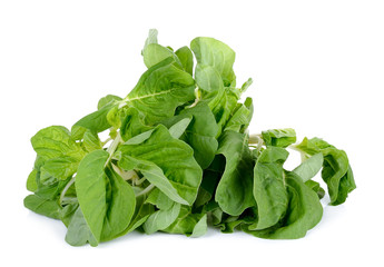 fresh spinach isolated on the white background