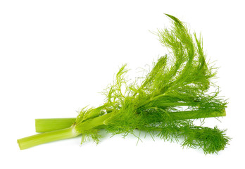 Fresh fennel isolated on the white background