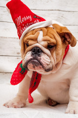 english bulldog in santa claus hat