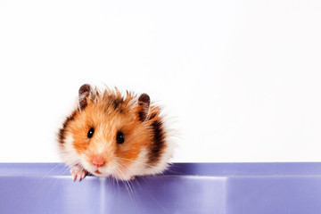 Fototapeta na wymiar curious little hamster