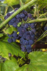 świeże owoce ciemnych dojrzałych winogron na winorośli