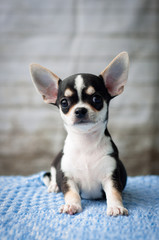 adorable chihuahua puppy sitting on a blanket