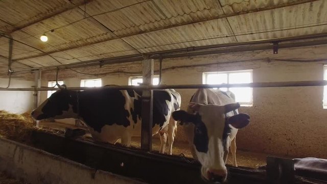 Cows in a stall. Horned animals chew food. Agriculture needs investments. Improve conditions for livestock.