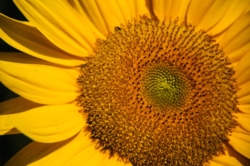 Sunflower closeup background and texture
