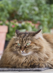 Furry brown cat in the garden