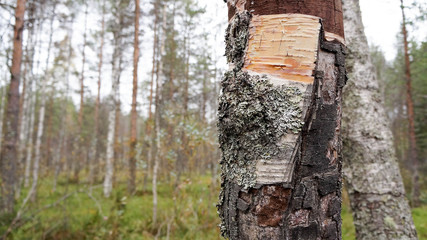 Fototapeta premium Береза