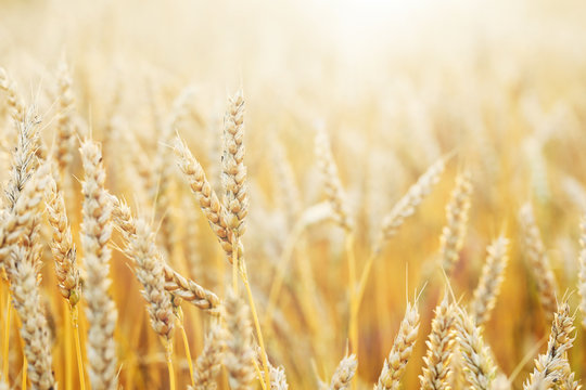 Ripe golden wheat field on outdoors