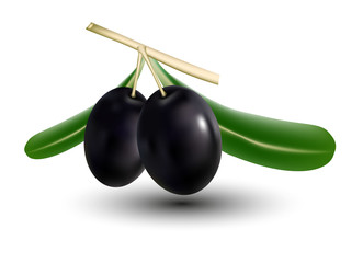 реалистичная веточка маслин изолировано