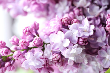 Fototapeta na wymiar Blooming purple lilac flowers background, close up