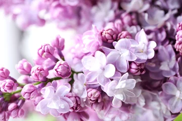 Foto op Aluminium Bloeiende paarse lila bloemen achtergrond, close-up © 5second