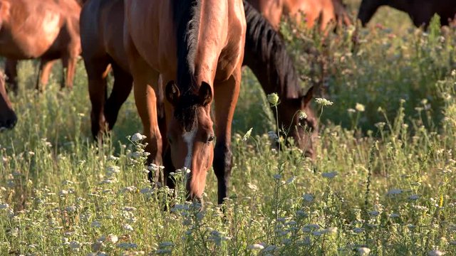 Horses eating grass. Animals in the open. Stallions on pasture. Farmland in summertime.