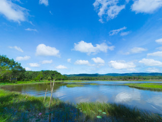 Scenic of swamps with blue sky background