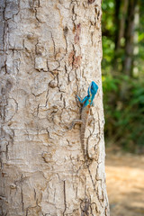 Blue-crested Lizard ,Indo-Chinese Forest Lizard ,Indo-Chinese Bloodsucker