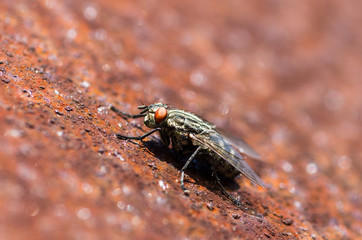 Black fly on corten steel sheet