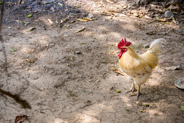 white cock stand on ground