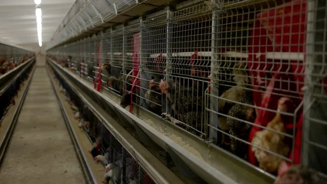Rows of cages with hens. Poultry is pecking feed. Birds grown at the farm. Property of agricultural company.
