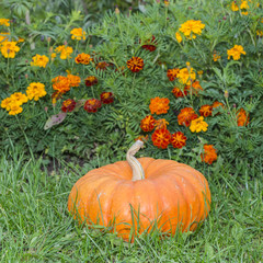 Halloween pumpkin