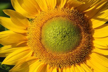 Sunflower closeup background and texture
