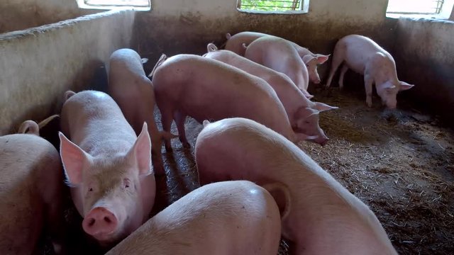 Group of pink pigs. Animals stand on straw. Hungry piggies waiting for food. Farm sells livestock.
