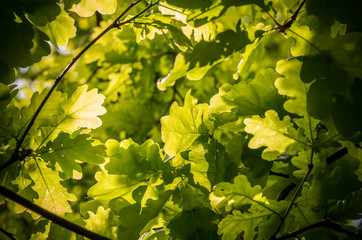 Oak leaves background