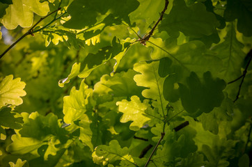 Oak leaves background - 121022335
