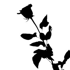 rose silhoutte on white background